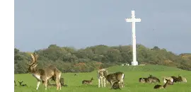 Deer grazing in the Phoenix Park in Dublin, with the Papal Cross in the background