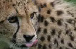 Cheetah at Fota Wildlife Park, Cork copyright Talks Presenters 09 cc1.2