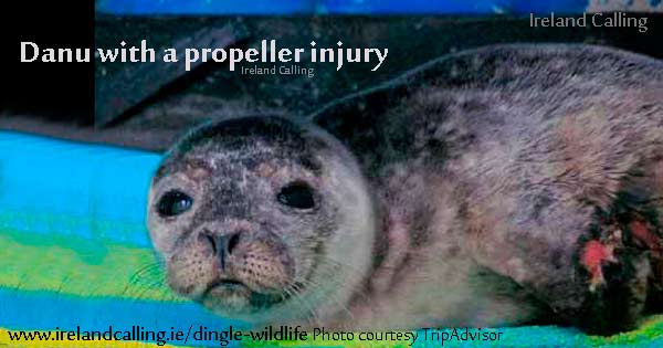 Danu-with-a-propeller-injury_Tripadvisor-Image-Ireland-Calling