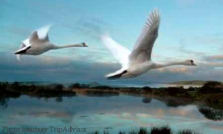 Mute Swans. Photo Copyright - Tripadvisor