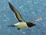 Razorbill© Copyright DLJameson and licensed for reuse under this Creative Commons Licence 3