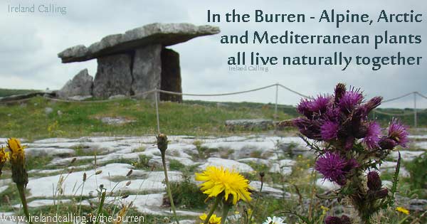 Burren Landscape. Image copyright Ireland Calling