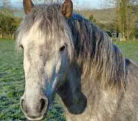 horse copyright Ireland Calling