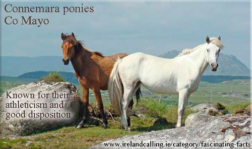 Connemara-ponies