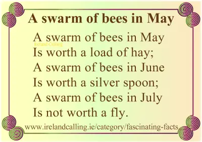 A swarm of bees in May supertition
