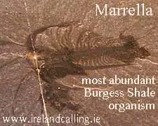 the most abundant  Burgess Shale organism