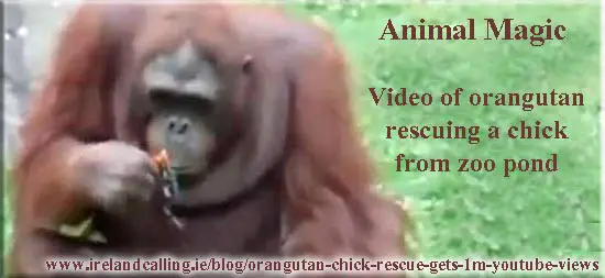Orangutan rescues chick. Image Copyright - Ireland Calling